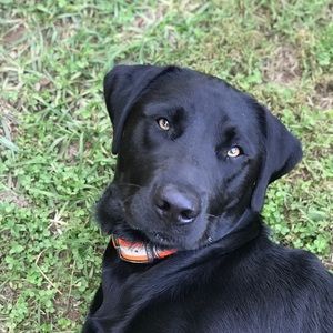 Meet your Posher, Louise